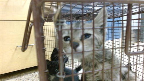 MARBLES, Baby Domestic Short Hair (medium coat), cat for adoption in Lauderhill, Florida