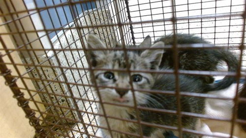 RASCAL, Baby Domestic Short Hair (medium coat), cat for adoption in Lauderhill, Florida
