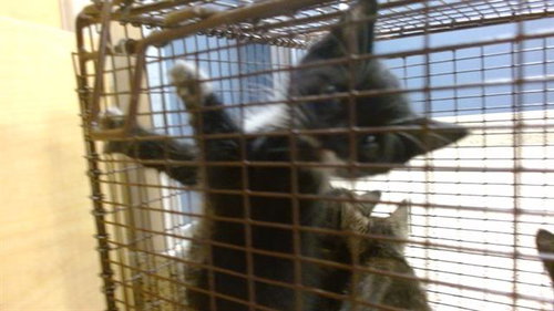 SPOT, Baby Domestic Short Hair (medium coat), cat for adoption in Lauderhill, Florida