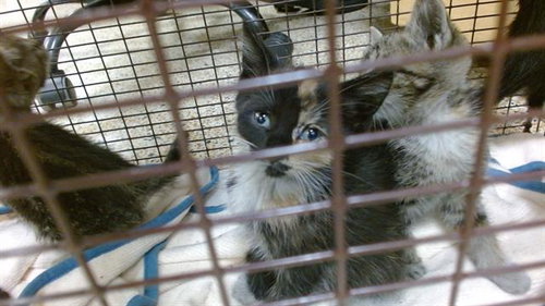 TATA, Baby Domestic Short Hair (medium coat), cat for adoption in Lauderhill, Florida