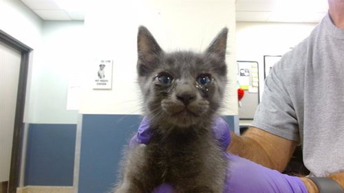 BLUE, Baby Russian Blue (medium coat), cat for adoption in Lauderhill, Florida