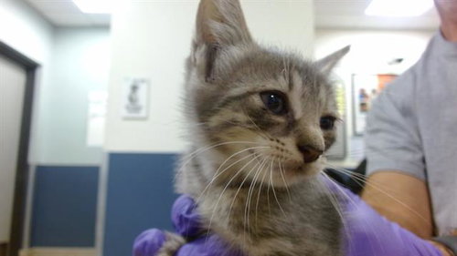 BALI, Baby Domestic Short Hair (medium coat), cat for adoption in Lauderhill, Florida