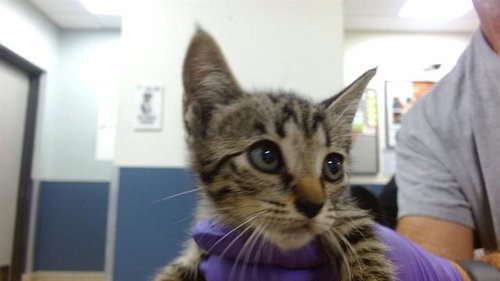 CANDY, Baby Domestic Short Hair (medium coat), cat for adoption in Lauderhill, Florida
