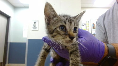 BANDIT, Baby Domestic Short Hair (medium coat), cat for adoption in Lauderhill, Florida