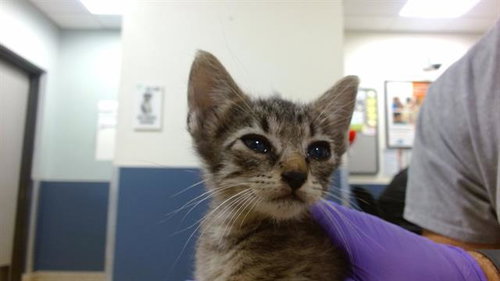 MANDI, Baby Domestic Short Hair (medium coat), cat for adoption in Lauderhill, Florida