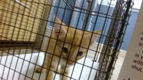 LARRY, Baby Domestic Short Hair (medium coat), cat for adoption in Lauderhill, Florida