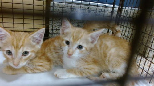 MOE, Baby Domestic Short Hair (medium coat), cat for adoption in Lauderhill, Florida