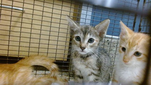 CANDICE, Baby Domestic Short Hair (medium coat), cat for adoption in Lauderhill, Florida