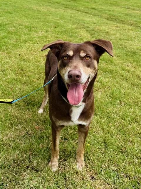 Nino - Australian Kelpie