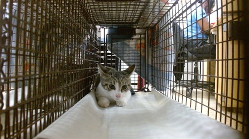 PRINCESS, Baby Domestic Short Hair (medium coat), cat for adoption in Lauderhill, Florida