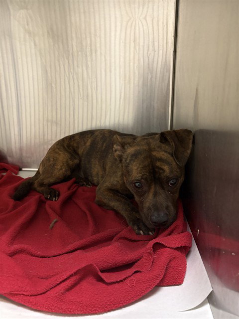 MAX, an adoptable Bulldog in Miami, FL