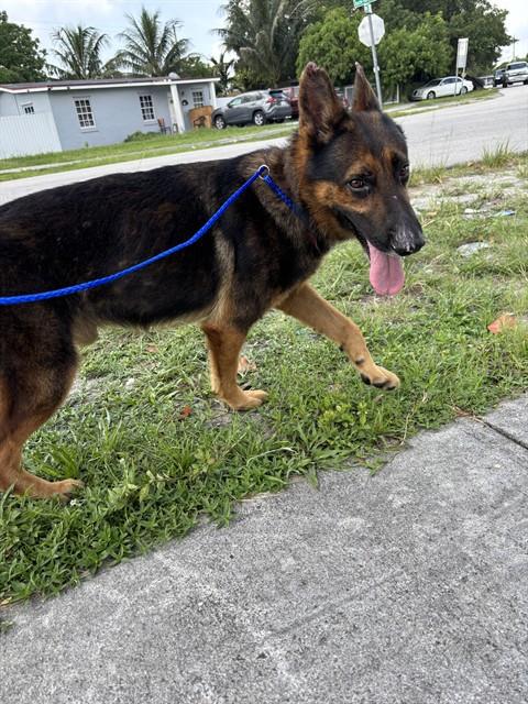 BRUCE