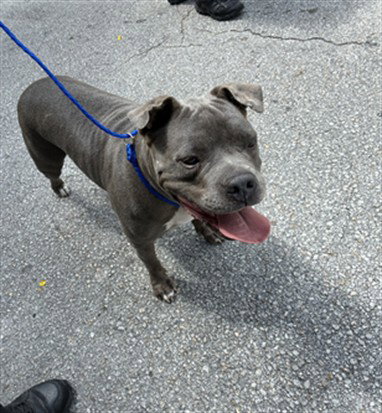 LINDA, an adoptable Staffordshire Bull Terrier in Miami, FL
