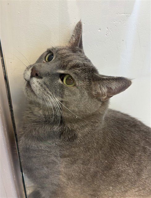 JETRO, an adoptable Russian Blue in Miami, FL