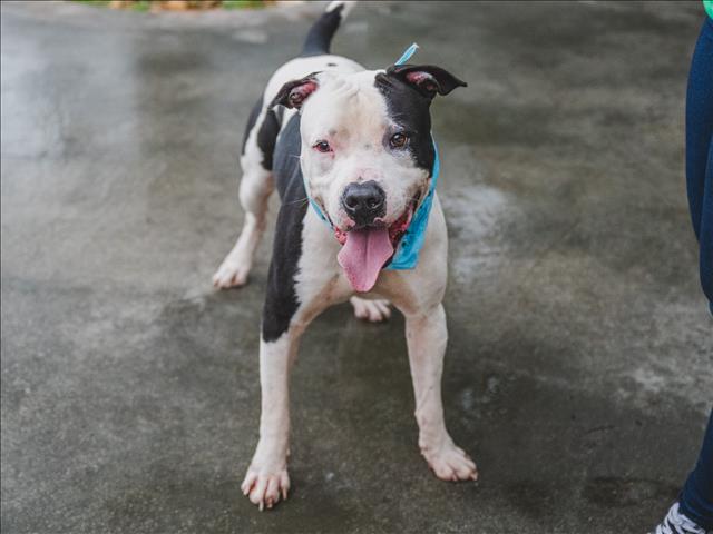 CHICO
