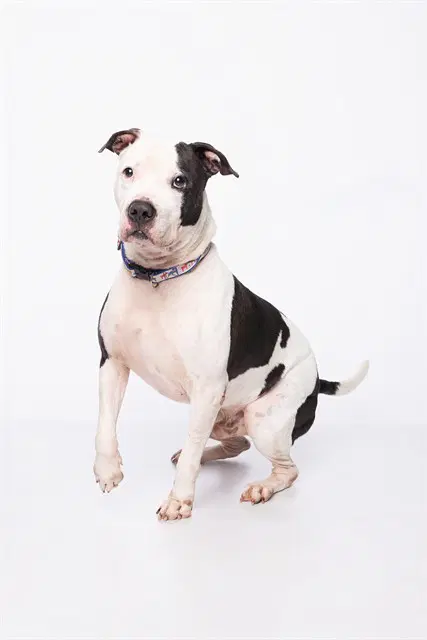 Chico - American Bulldog