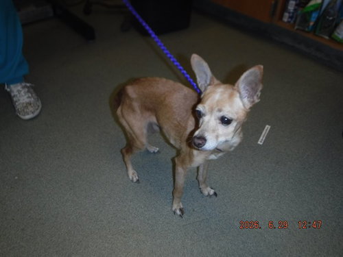 STARLA - Chihuahua available for adoption