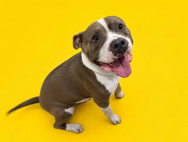 Gordo - American Pit Bull Terrier