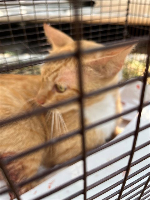 SUNNY, an adoptable Domestic Long Hair in Miami, FL