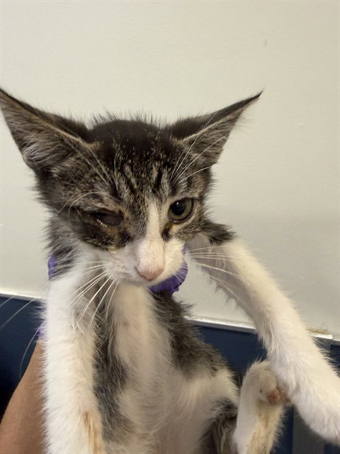 GUS, an adoptable Domestic Short Hair in Miami, FL