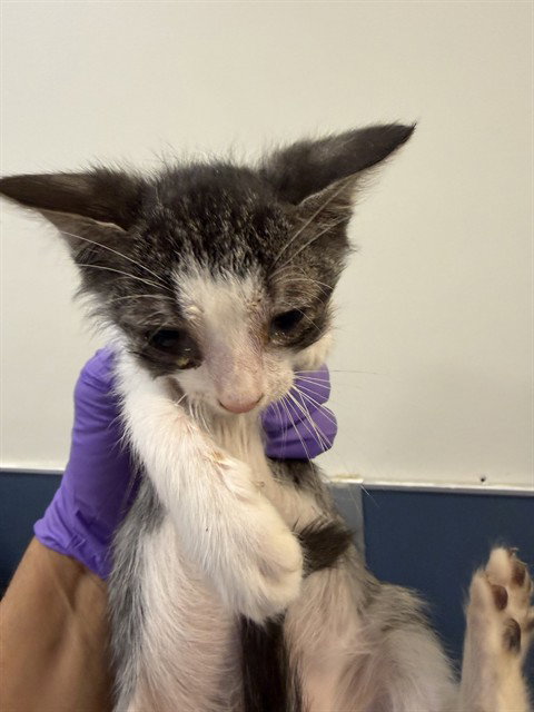 TEDDY, an adoptable Domestic Short Hair in Miami, FL