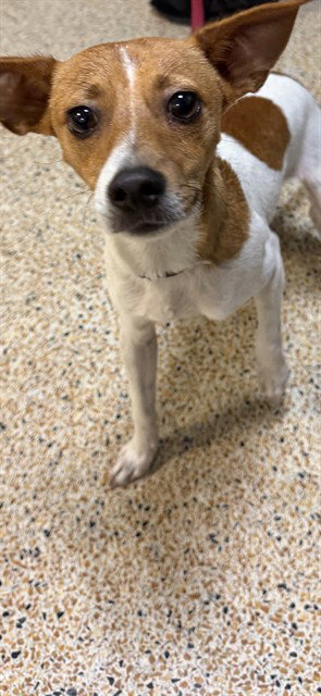 MILO, an adoptable Jack Russell Terrier in Miami, FL