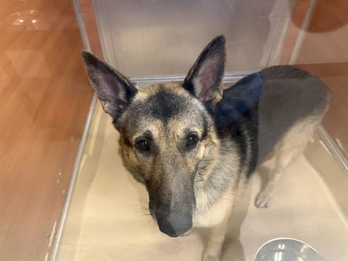BRUNO, an adoptable German Shepherd Dog in Miami, FL