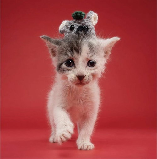 FRANKY, an adoptable Domestic Short Hair in Miami, FL