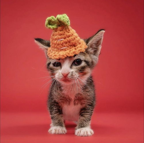 SHORTY, an adoptable Domestic Short Hair in Miami, FL