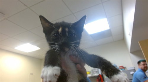HEX, an adoptable Domestic Short Hair in Miami, FL