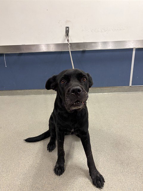 STORM - Rottweiler available for adoption