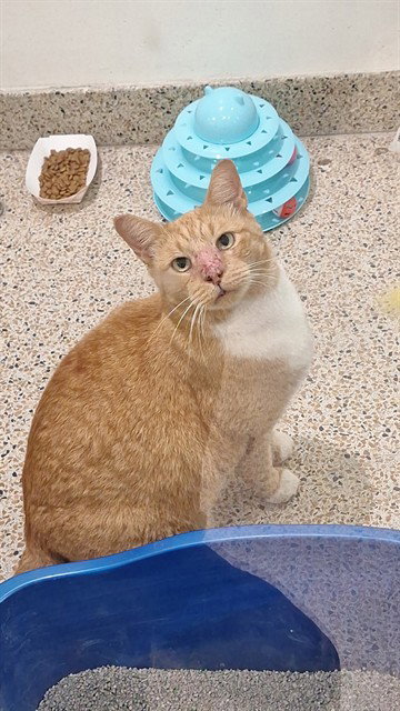 Garfield