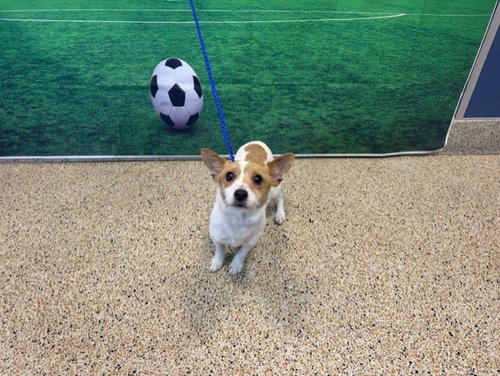 TANGY, an adoptable Jack Russell Terrier in Miami, FL