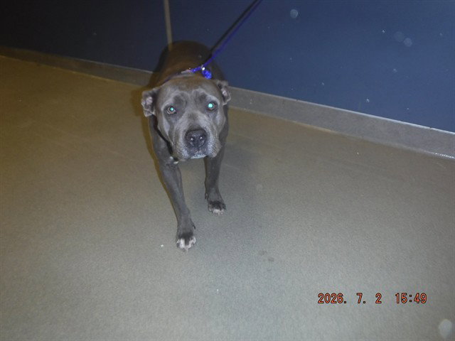 ROSIE Image