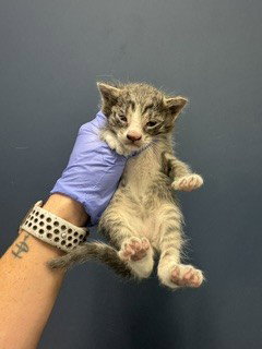 SHADOW - Domestic Long Hair available for adoption