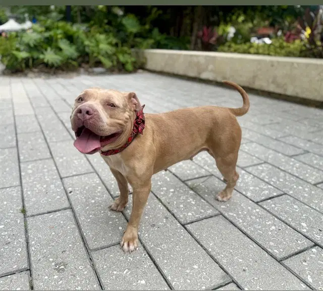 Athena - Pit Bull Terrier