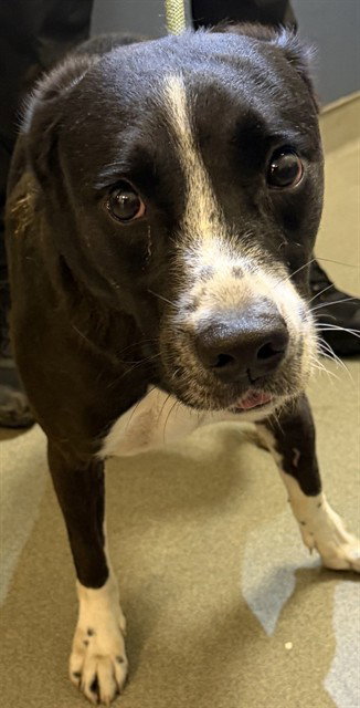 MOCHI - Labrador Retriever available for adoption