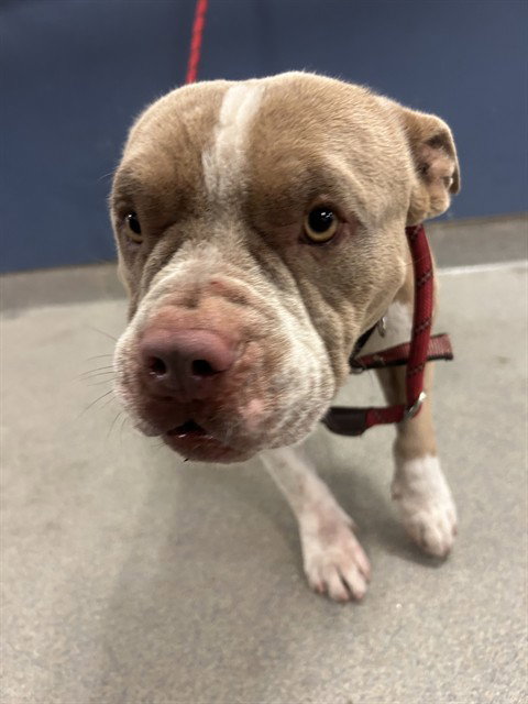 TINY - Pit Bull Terrier available for adoption