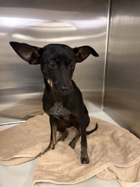 BROWNIE - Chihuahua available for adoption