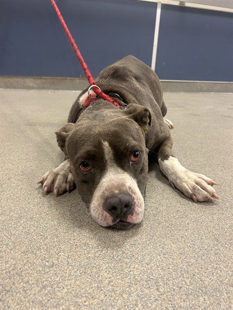 BOWIE - Pit Bull Terrier available for adoption