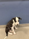 OREO - Photo 1