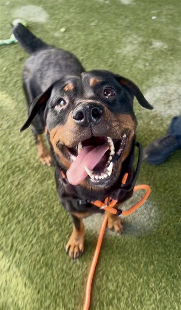 picture of the dog needing adoption