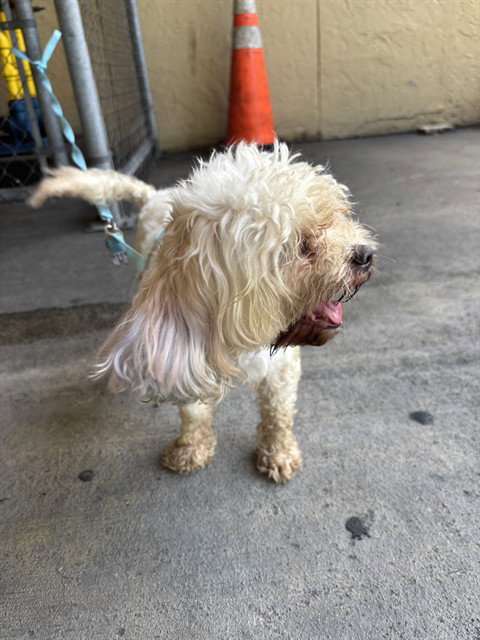 JONNIE, an adoptable Maltese in Miami, FL