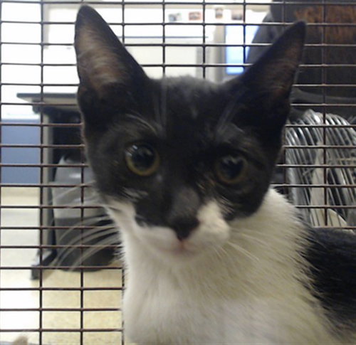 MOMO, an adoptable Domestic Short Hair in Miami, FL