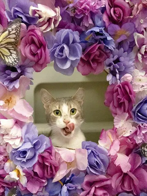 Sunny - Domestic Short Hair