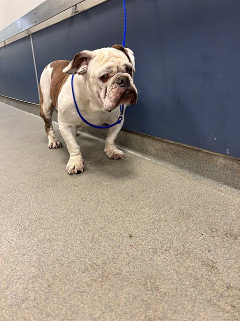 CHIP, an adoptable English Bulldog in Miami, FL