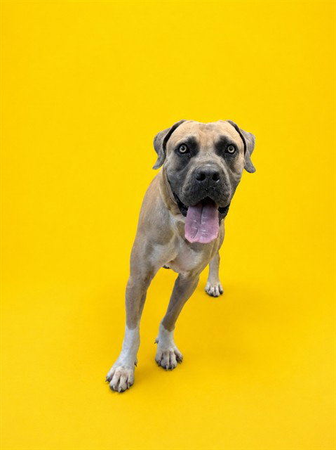 DUNKIN, an adoptable Mastiff in Miami, FL
