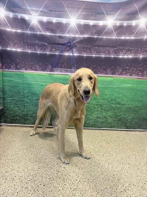 ELISABETH, an adoptable Golden Retriever in Miami, FL