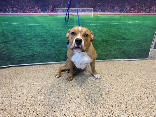 MAX, an adoptable Mastiff in Miami, FL