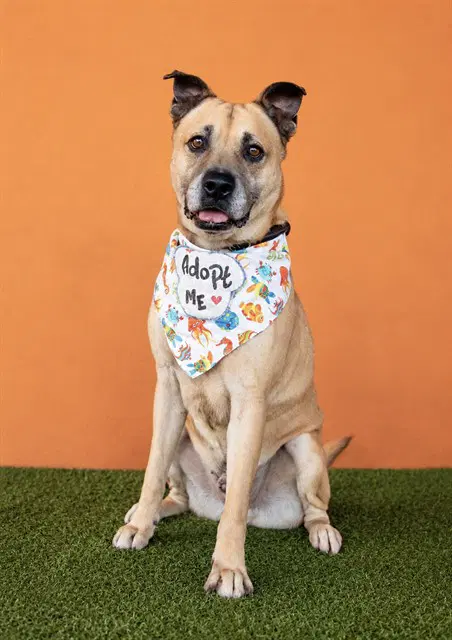 Melo - Terrier mix